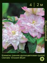 Изображение: клематис крупноцветковый (clematis hybrida) 'innocent blush'