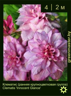 Изображение: клематис крупноцветковый (clematis × hybrida) 'innocent glance'