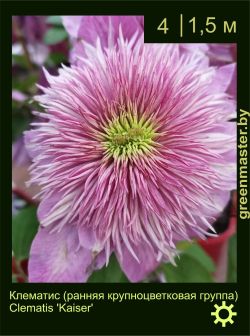 Изображение: клематис крупноцветковый (clematis × hybrida) 'kaiser'