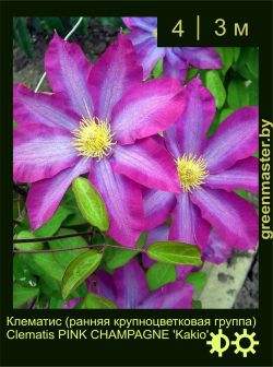 Изображение: клематис крупноцветковый (clematis × hybrida) 'kakio'