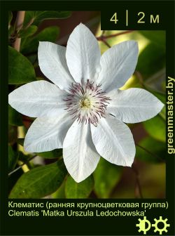 Изображение: клематис крупноцветковый (clematis × hybrida) 'matka urszula ledochowska'