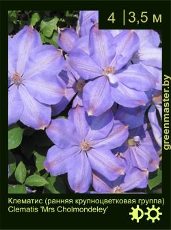 Изображение: клематис крупноцветковый (clematis × hybrida) 'mrs cholmondeley'