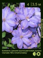 Изображение: клематис крупноцветковый (clematis hybrida) 'mrs cholmondeley'