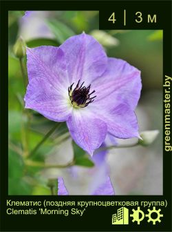 Изображение: клематис крупноцветковый (clematis × hybrida) 'morning sky'