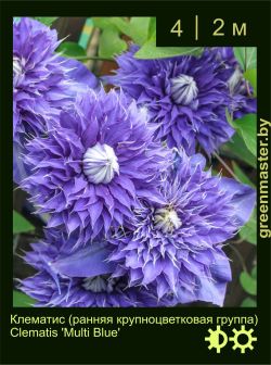 Изображение: клематис крупноцветковый (clematis × hybrida) 'multi blue'