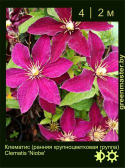 Изображение: клематис крупноцветковый (clematis × hybrida) 'niobe'