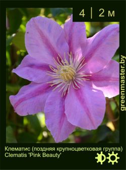 Изображение: клематис крупноцветковый (clematis × hybrida) 'pink beauty'