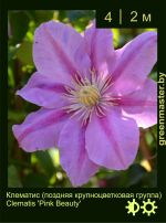 Изображение: клематис крупноцветковый (clematis hybrida) 'pink beauty'