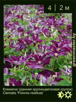 Изображение: клематис крупноцветковый (clematis × hybrida) 'polonia restituta'