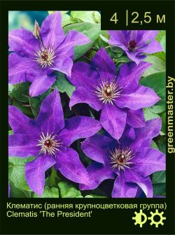 Изображение: клематис крупноцветковый (clematis × hybrida) 'the president'