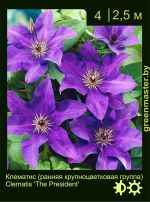 Изображение: клематис крупноцветковый (clematis hybrida) 'the president'