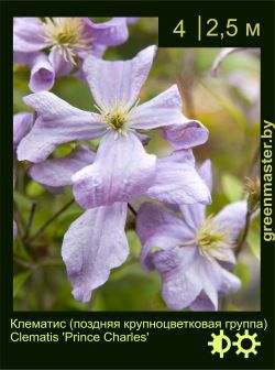 Изображение: клематис крупноцветковый (clematis × hybrida) 'prince charles'