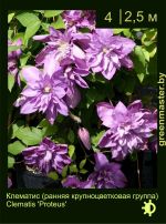 Изображение: клематис крупноцветковый (clematis hybrida) 'proteus'