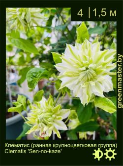 Изображение: клематис крупноцветковый (clematis × hybrida) 'sen-no-kaze'