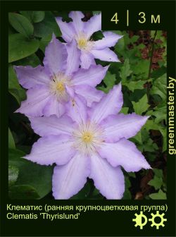 Изображение: клематис крупноцветковый (clematis × hybrida) 'thyrislund'