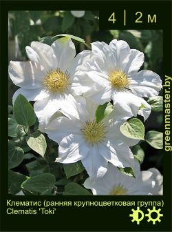 Изображение: клематис крупноцветковый (clematis × hybrida) 'toki'