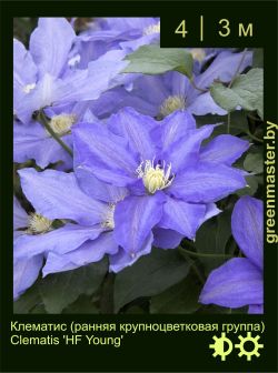 Изображение: клематис крупноцветковый (clematis × hybrida) 'hf young'