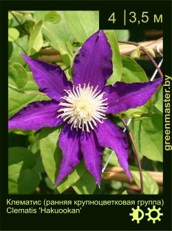 Изображение: клематис крупноцветковый (clematis × hybrida) 'hakuookan'