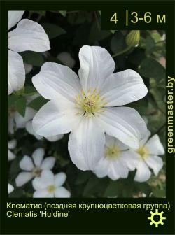 Изображение: клематис крупноцветковый (clematis × hybrida) 'huldine'