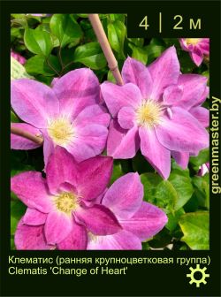 Изображение: клематис крупноцветковый (clematis × hybrida) 'change of heart'