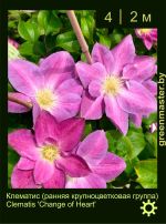 Изображение: клематис крупноцветковый (clematis hybrida) 'change of heart'