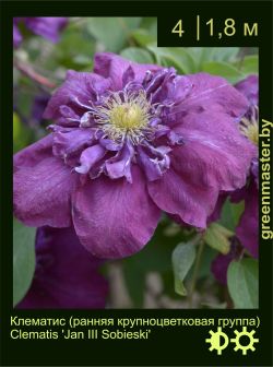 Изображение: клематис крупноцветковый (clematis × hybrida) 'jan III sobieski'