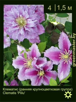 Изображение: клематис крупноцветковый (clematis × hybrida) 'piilu'