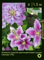 Изображение: клематис крупноцветковый (clematis hybrida) 'piilu'