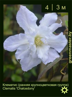 Изображение: клематис крупноцветковый (clematis × hybrida) 'chalcedony'