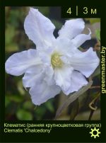 Изображение: клематис крупноцветковый (clematis hybrida) 'chalcedony'