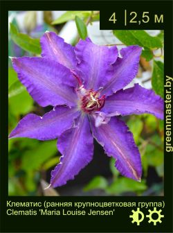 Изображение: клематис крупноцветковый (clematis × hybrida) 'maria louise jensen'