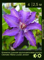 Изображение: клематис крупноцветковый (clematis hybrida) 'maria louise jensen'