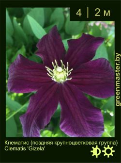 Изображение: клематис крупноцветковый (clematis × hybrida) 'gizela'