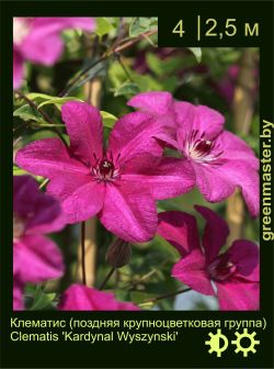 Изображение: клематис крупноцветковый (clematis × hybrida) 'kardynal wyszynski'