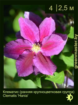 Изображение: клематис крупноцветковый (clematis × hybrida) 'hania'