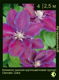 Изображение: клематис крупноцветковый (clematis × hybrida) 'Julka'