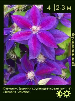 Изображение: клематис крупноцветковый (clematis × hybrida) 'wildfire'