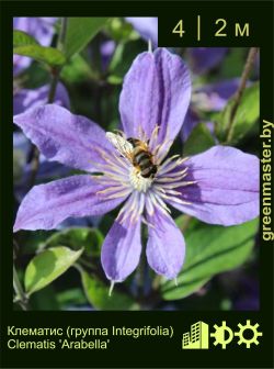 Изображение: клематис мелкоцветковый (clematis cultivar) 'arabella'