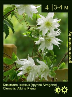 Изображение: клематис мелкоцветковый (clematis cultivar) 'albina plena'