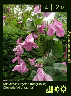 Изображение: клематис мелкоцветковый (clematis cultivar) 'alionushka'