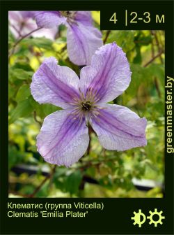 Изображение: клематис мелкоцветковый (clematis cultivar) 'emilia plater'