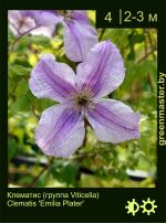 Изображение: клематис мелкоцветковый (clematis cultivar) 'emilia plater'