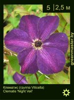 Изображение: клематис мелкоцветковый (clematis cultivar) 'night veil'