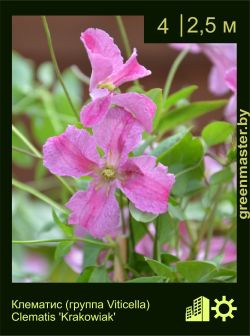 Изображение: клематис мелкоцветковый (clematis cultivar) 'krakowiak'