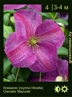 Изображение: клематис мелкоцветковый (clematis cultivar) 'mazurek'