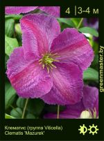 Изображение: клематис мелкоцветковый (clematis cultivar) 'mazurek'