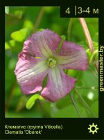 Изображение: клематис мелкоцветковый (clematis cultivar) 'oberek'