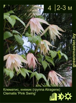 Изображение: клематис мелкоцветковый (clematis cultivar) 'pink swing'