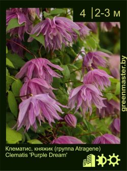 Изображение: клематис мелкоцветковый (clematis cultivar) 'purple dream'