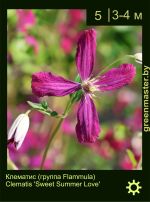 Изображение: клематис мелкоцветковый (clematis cultivar) 'sweet summer love'